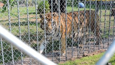 tony the tiger