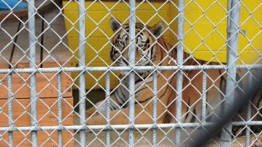 tony the tiger