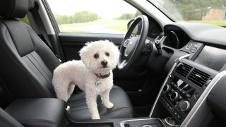 dog in car